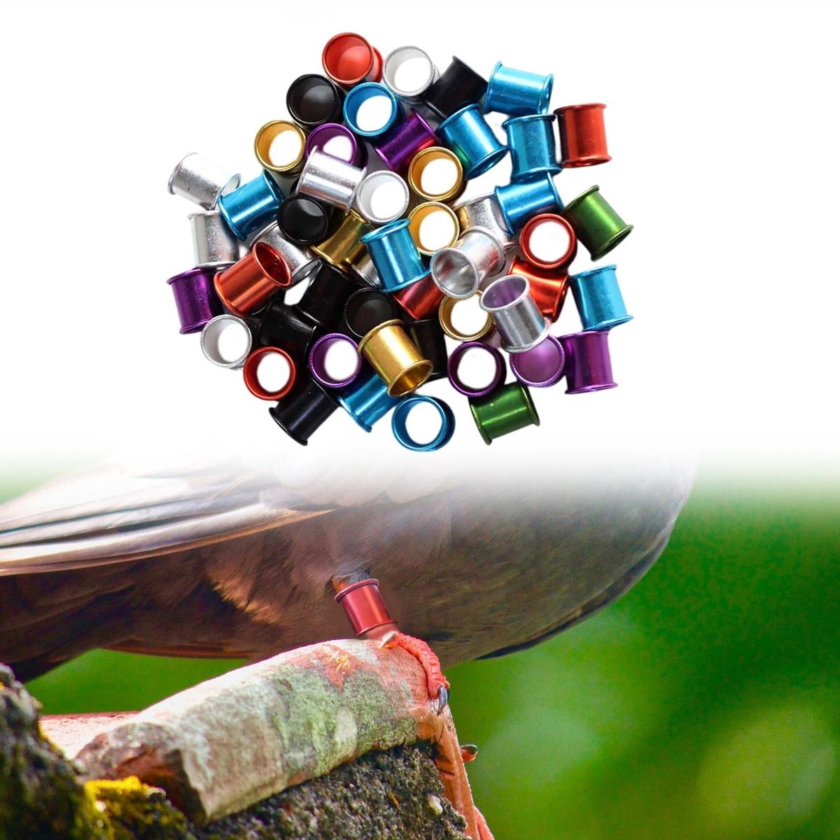 100Pcs 8mm Pigeon Foot Rings Dove Leg Bands Identification Multicolor