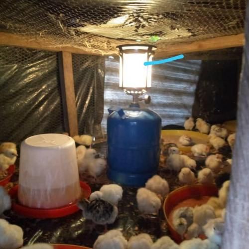 Gas Modern Brooding Lamp For Poultry