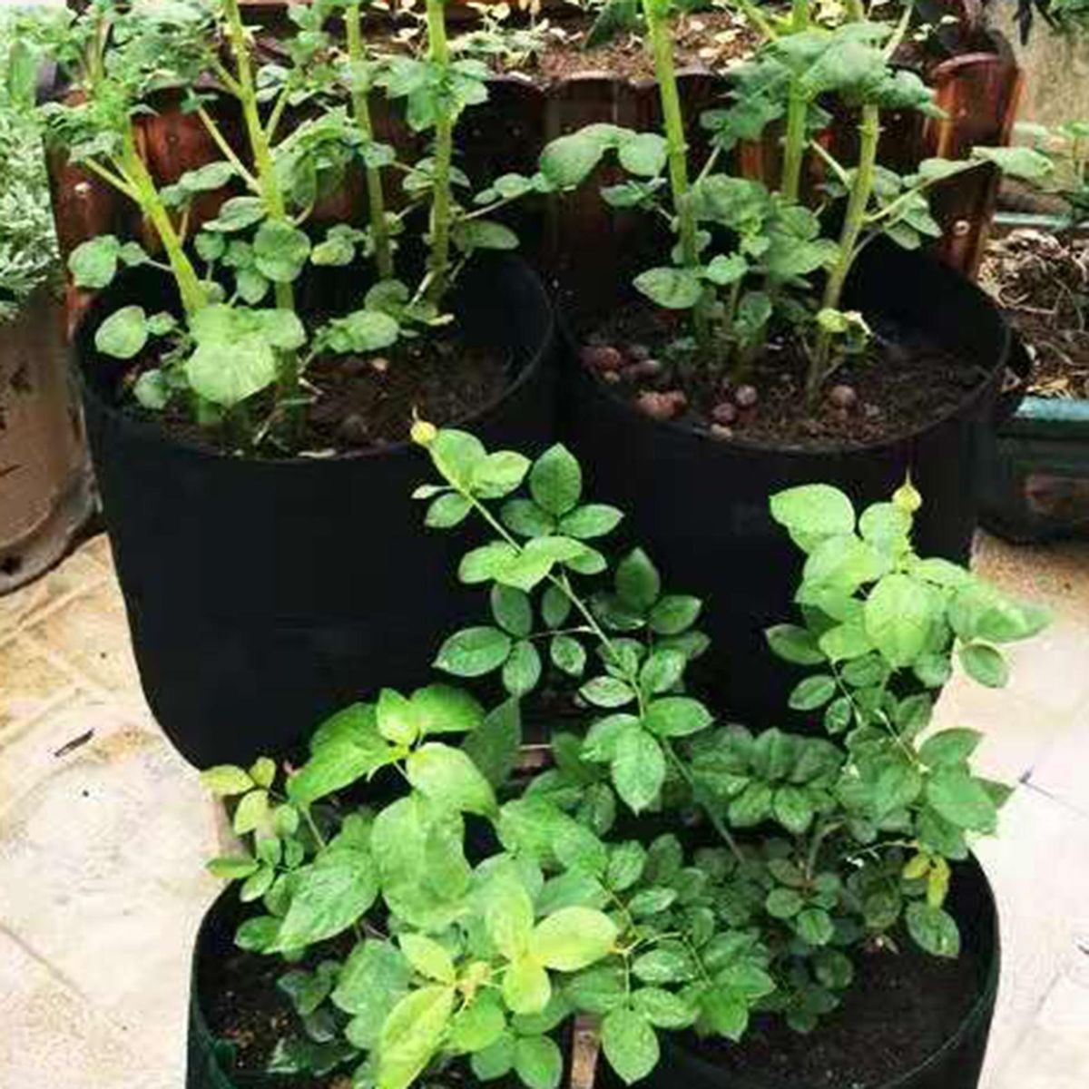 6Pcs Planter Bags Plant Vegetable Growth Bags Nursery Container Black