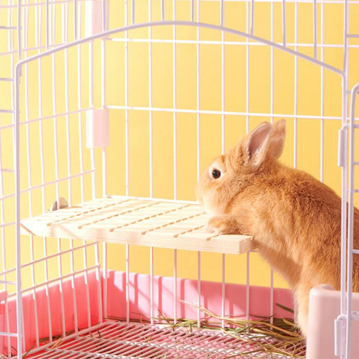 Rabbit  Bunny  Nail Tool Digging