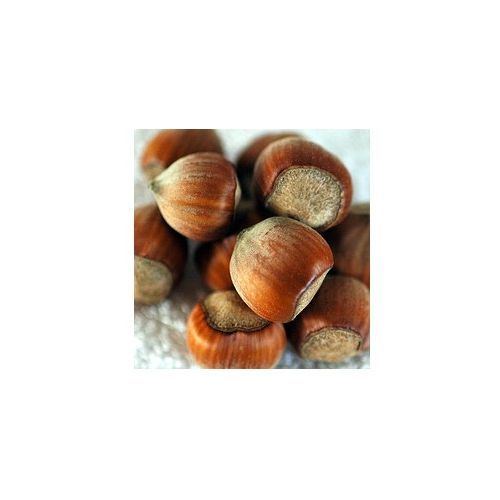 Hazelnut Oil 1bs 453g