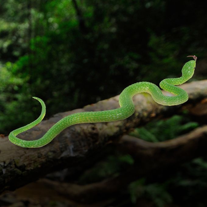 Simulation Rubber Snake Snake Garden Props Tricky Funny Toy