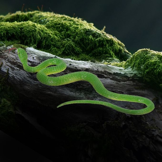 Simulation Rubber Snake Snake Garden Props Tricky Funny Toy