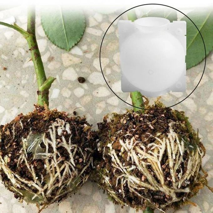 Portable Plant Rooting Grafting Rooting Growing  Ase Devi E Survival Rate-white-M