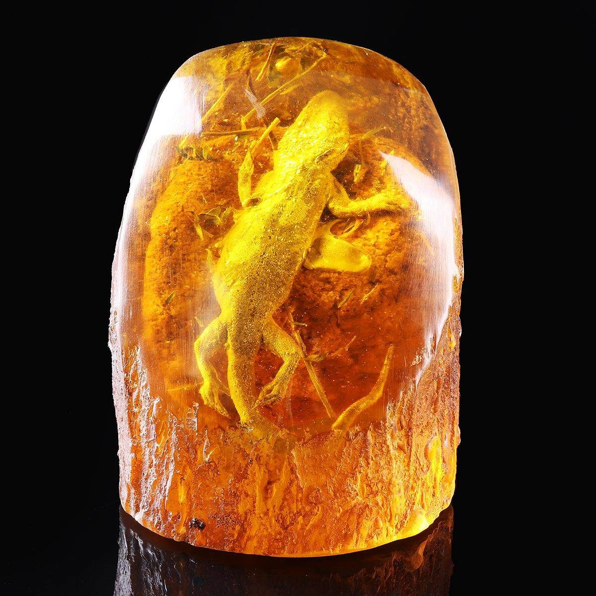 Amber King Plants Insects Characteristics Decorative Pieces Large Gecko