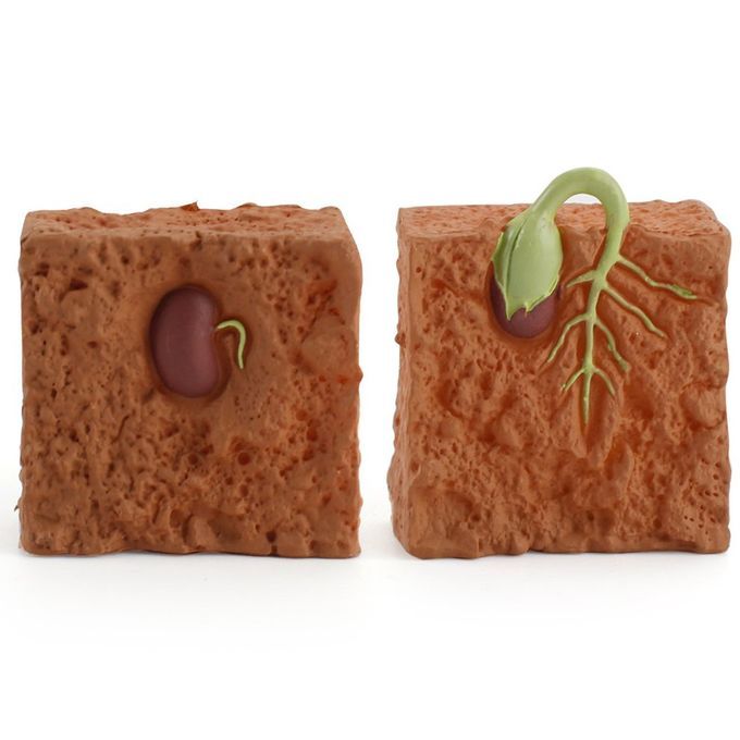 Ulation Life  Y Le Of Green Bean Plant Growth  Y Le Model A Tion Figures-brown