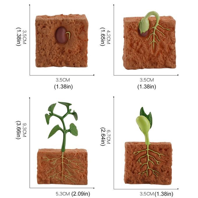 Ulation Life  Y Le Of Green Bean Plant Growth  Y Le Model A Tion Figures-brown