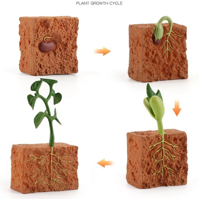 Ulation Life  Y Le Of Green Bean Plant Growth  Y Le Model A Tion Figures-brown