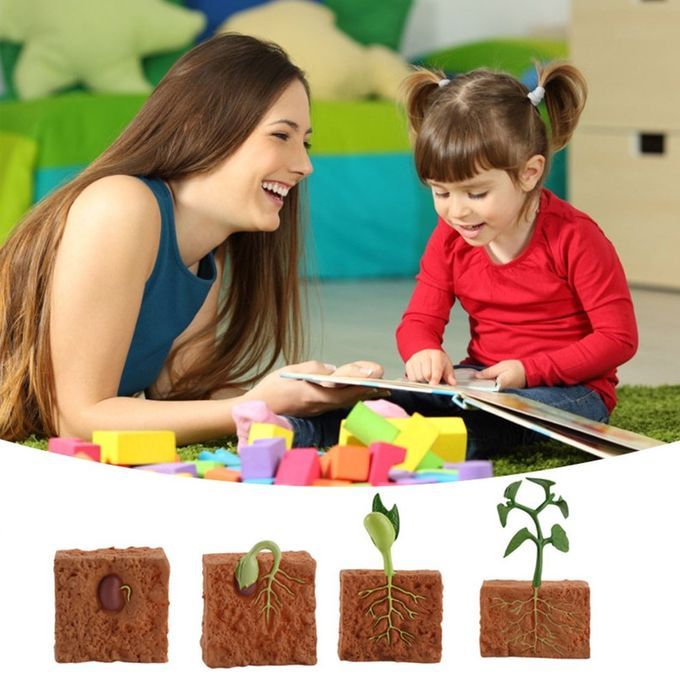 Ulation Life  Y Le Of Green Bean Plant Growth  Y Le Model A Tion Figures-brown