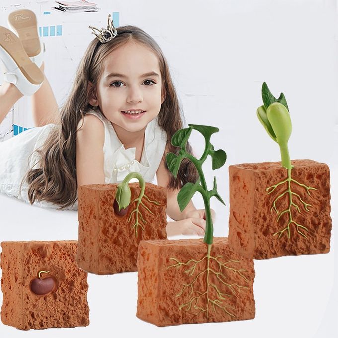 Ulation Life  Y Le Of Green Bean Plant Growth  Y Le Model A Tion Figures-brown