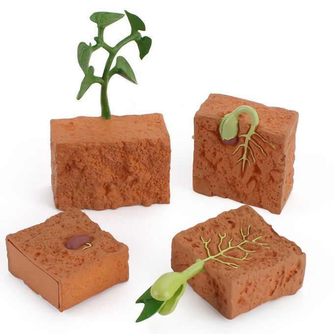 Ulation Life  Y Le Of Green Bean Plant Growth  Y Le Model A Tion Figures-brown