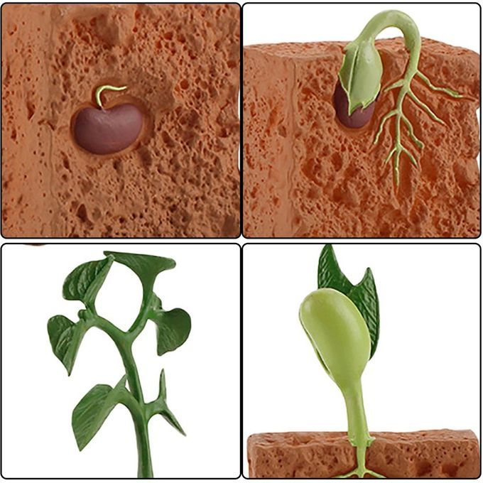Ulation Life  Y Le Of Green Bean Plant Growth  Y Le Model A Tion Figures-brown