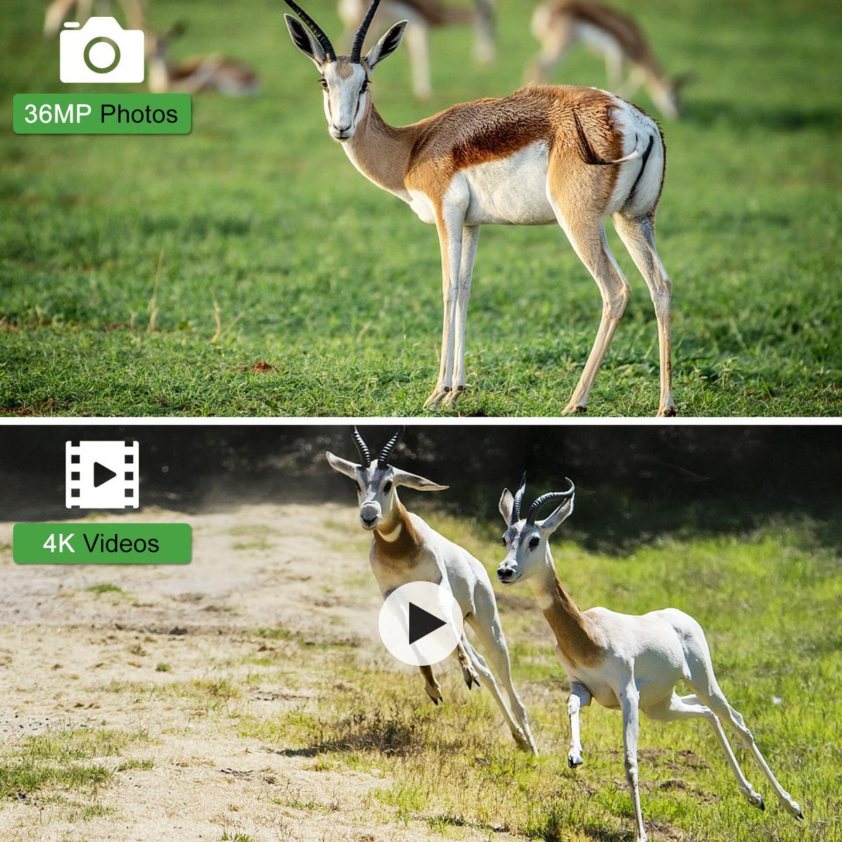 Dual Lens Trail Camera 36MP 4K Motion Activated Wildlife Hunting Camera No Glow Night Vision Wildlife Scouting Camera Farm Security Camera