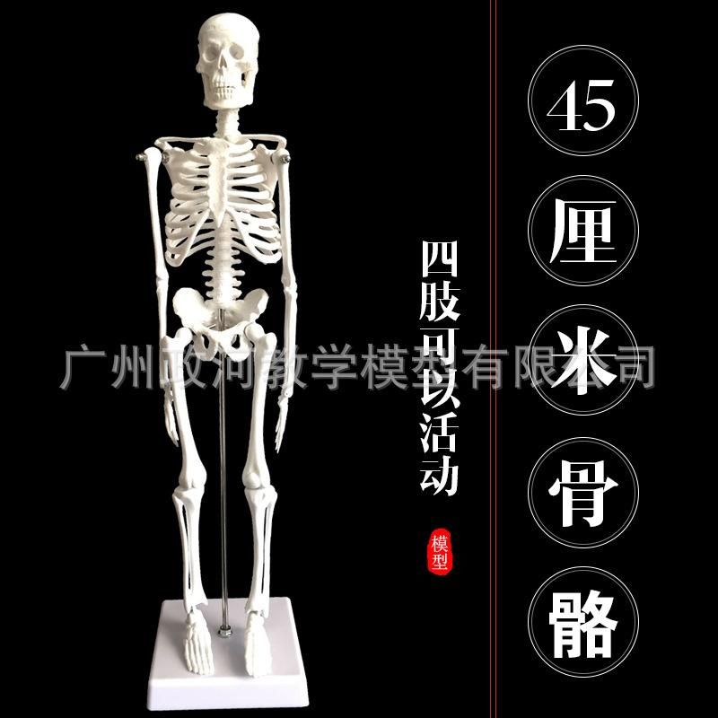 45cm human skeleton model art yoga art medical use whole body spine skeleton teaching skeleton model