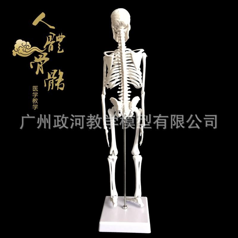 45cm human skeleton model art yoga art medical use whole body spine skeleton teaching skeleton model