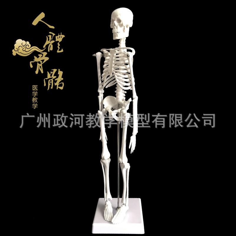 45cm human skeleton model art yoga art medical use whole body spine skeleton teaching skeleton model