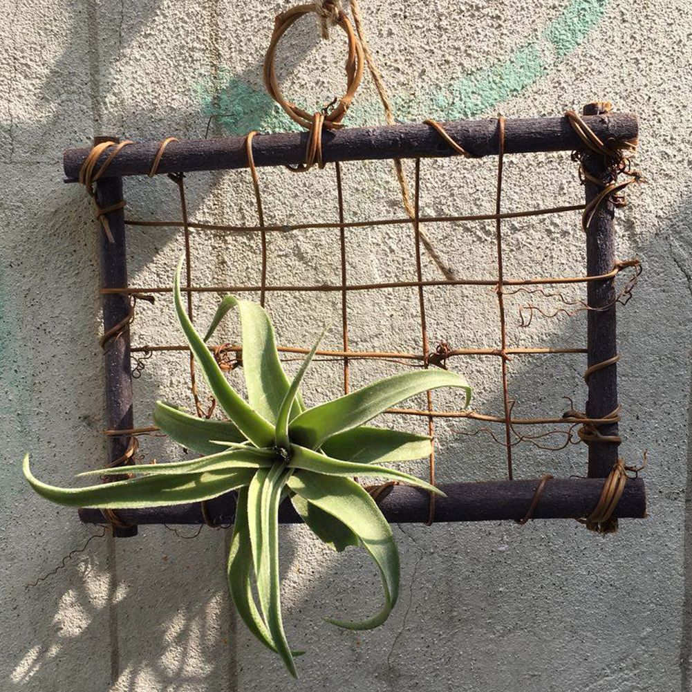 Air Plants Hanging Wooden Rattan Frame Tillandsia Wall