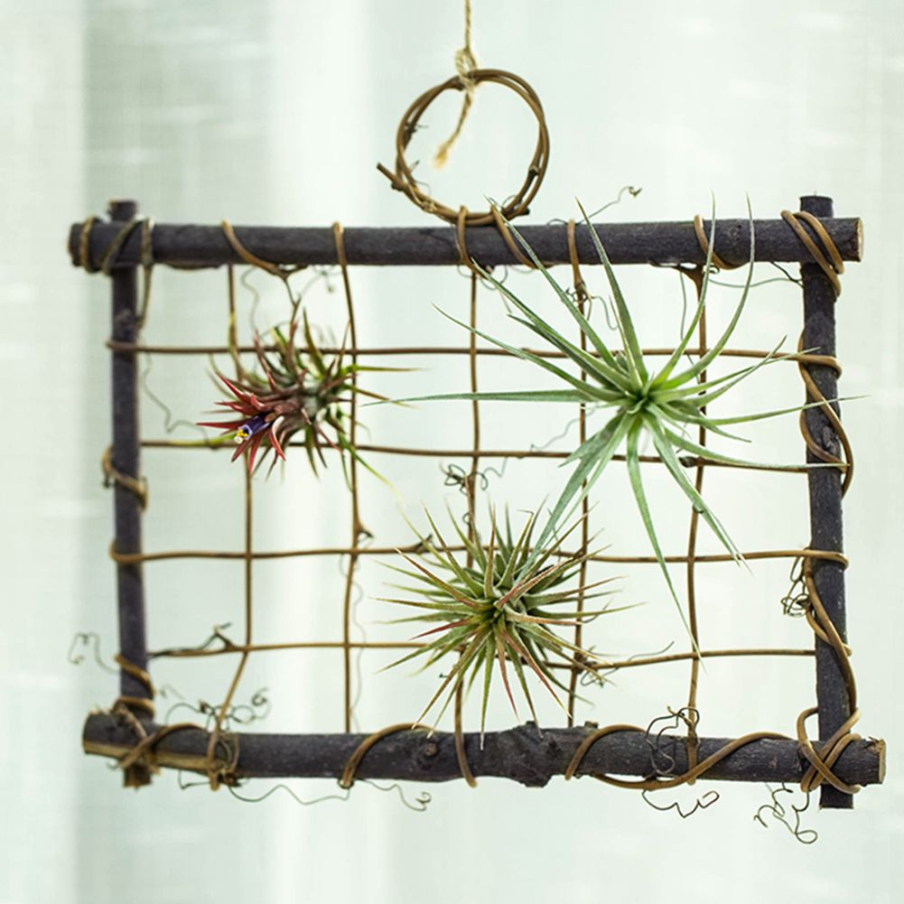 Air Plants Hanging Wooden Rattan Frame Tillandsia Wall