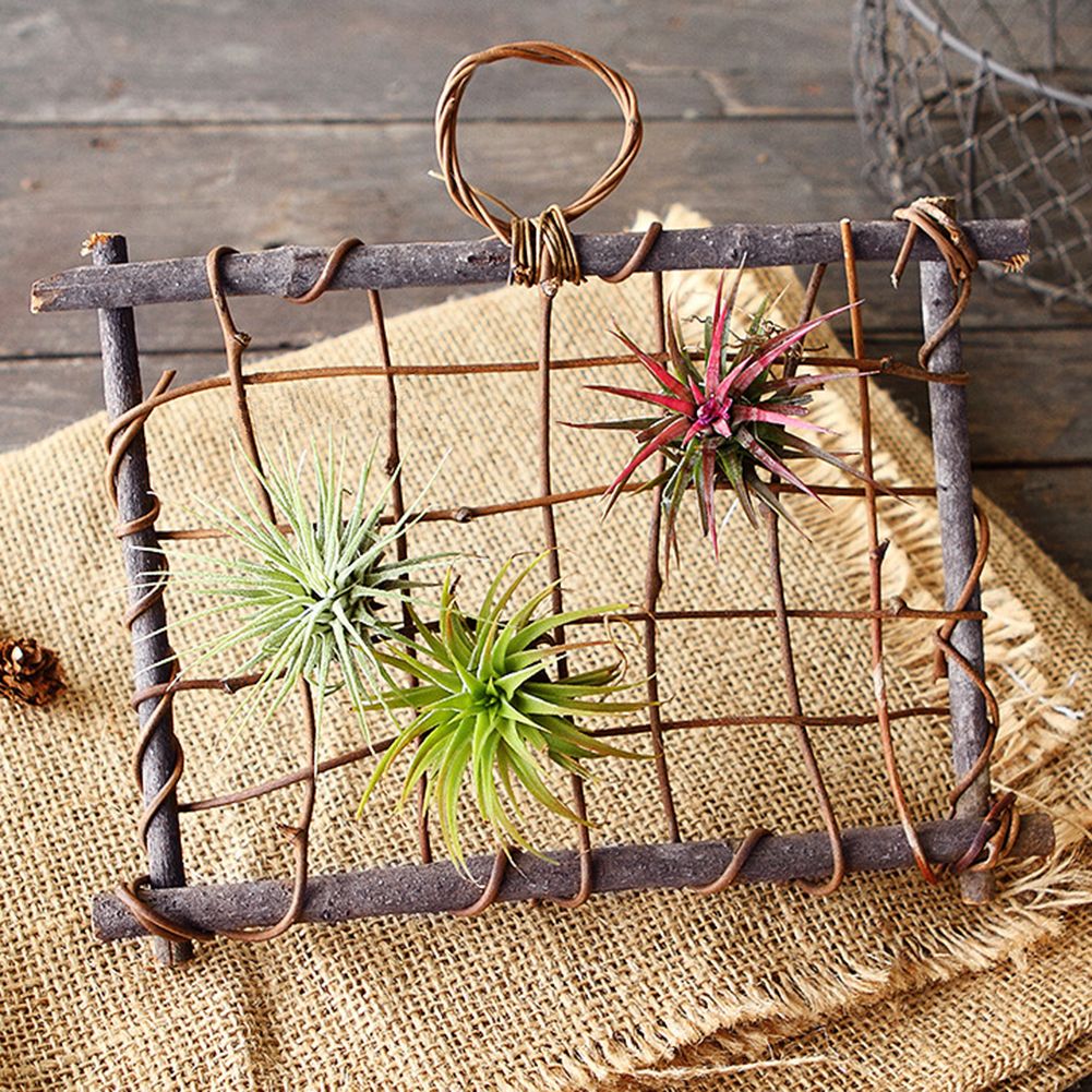Air Plants Hanging Wooden Rattan Frame Tillandsia Wall