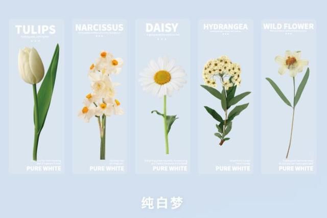5pcs For People Who Like Reading Dried Flowers Bookmark Pet