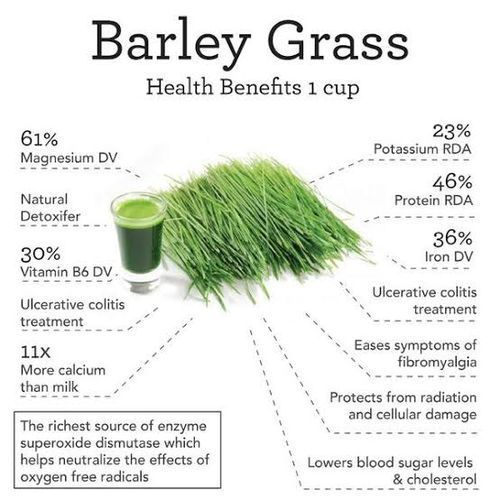 Organic Barleygrass Juice Powder -500g