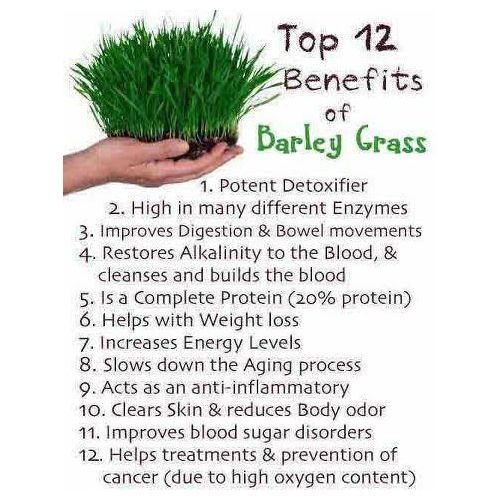 Organic Barleygrass Juice Powder -500g