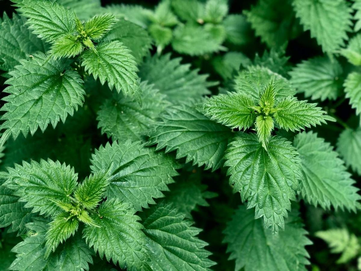 Organic Stinging Nettle Leaves-500g