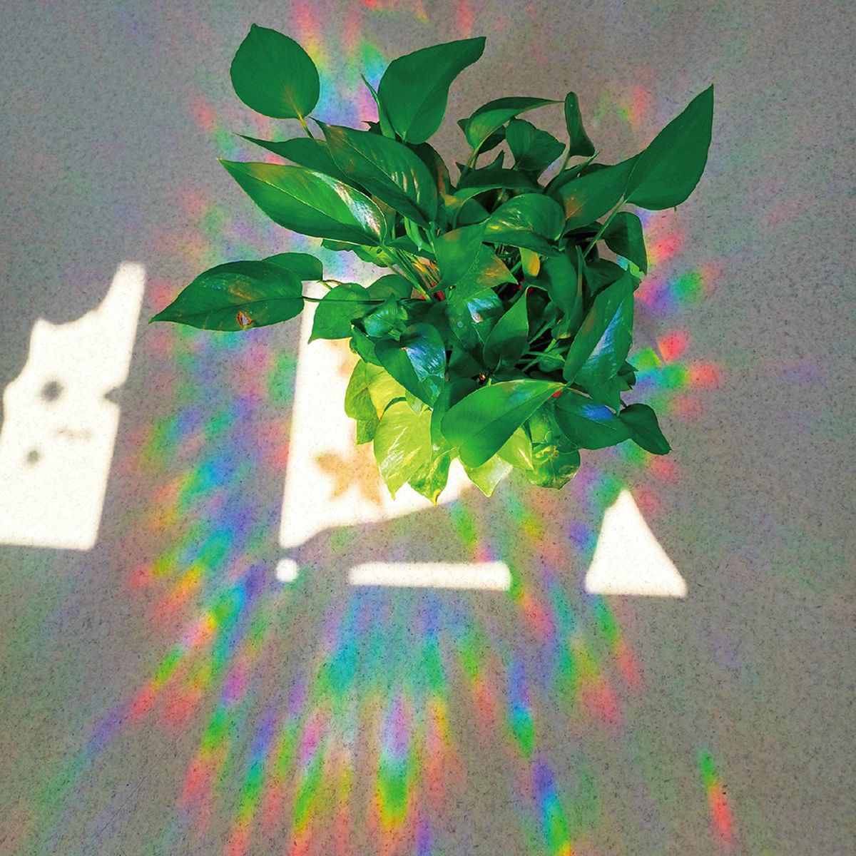 3 Sheets Anti-Collision Window Stickers DIY Rainbow Leaves Theme Window Clings Removable PVC Glass Stickers for Bird Strikes