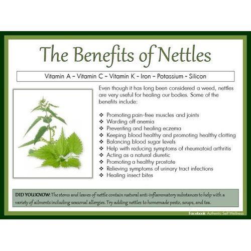 Stinging Nettle - 100g