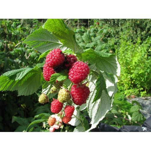 Organic Dried Red Raspberry Leaves -500G