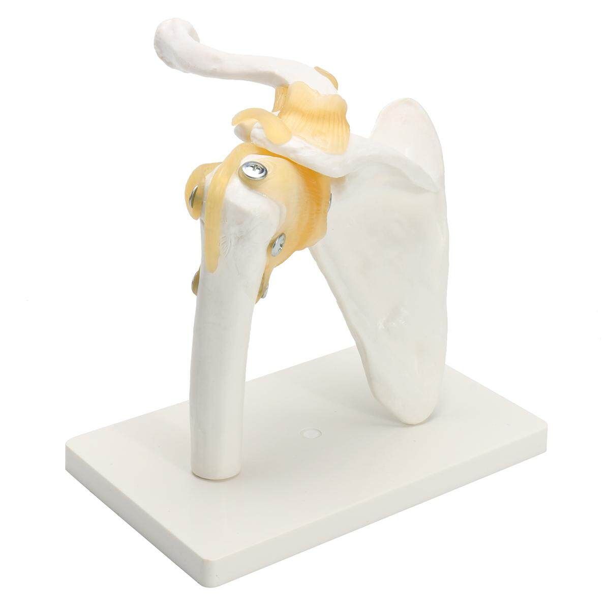 Life Size Human Shoulder Joint Model Skeleton Model Human Anatomy Model