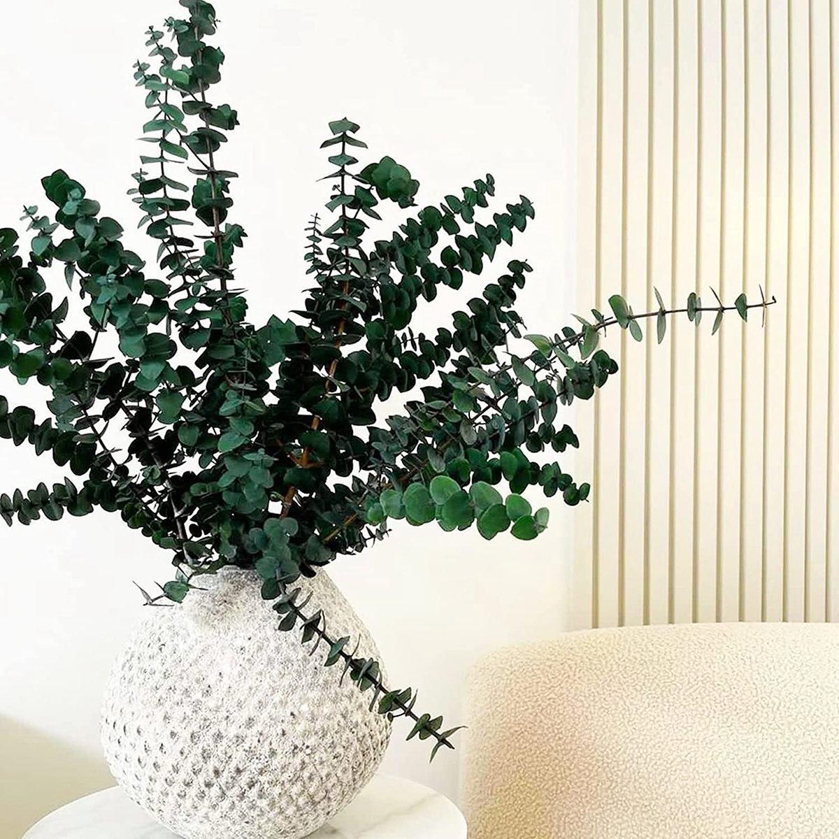 16Pcs-Preserved-Dried-Eucalyptus-Branches  17In Fresh Eucalyptus Plant for Shower  Real Eucalyptus Bunch for Vase Filler