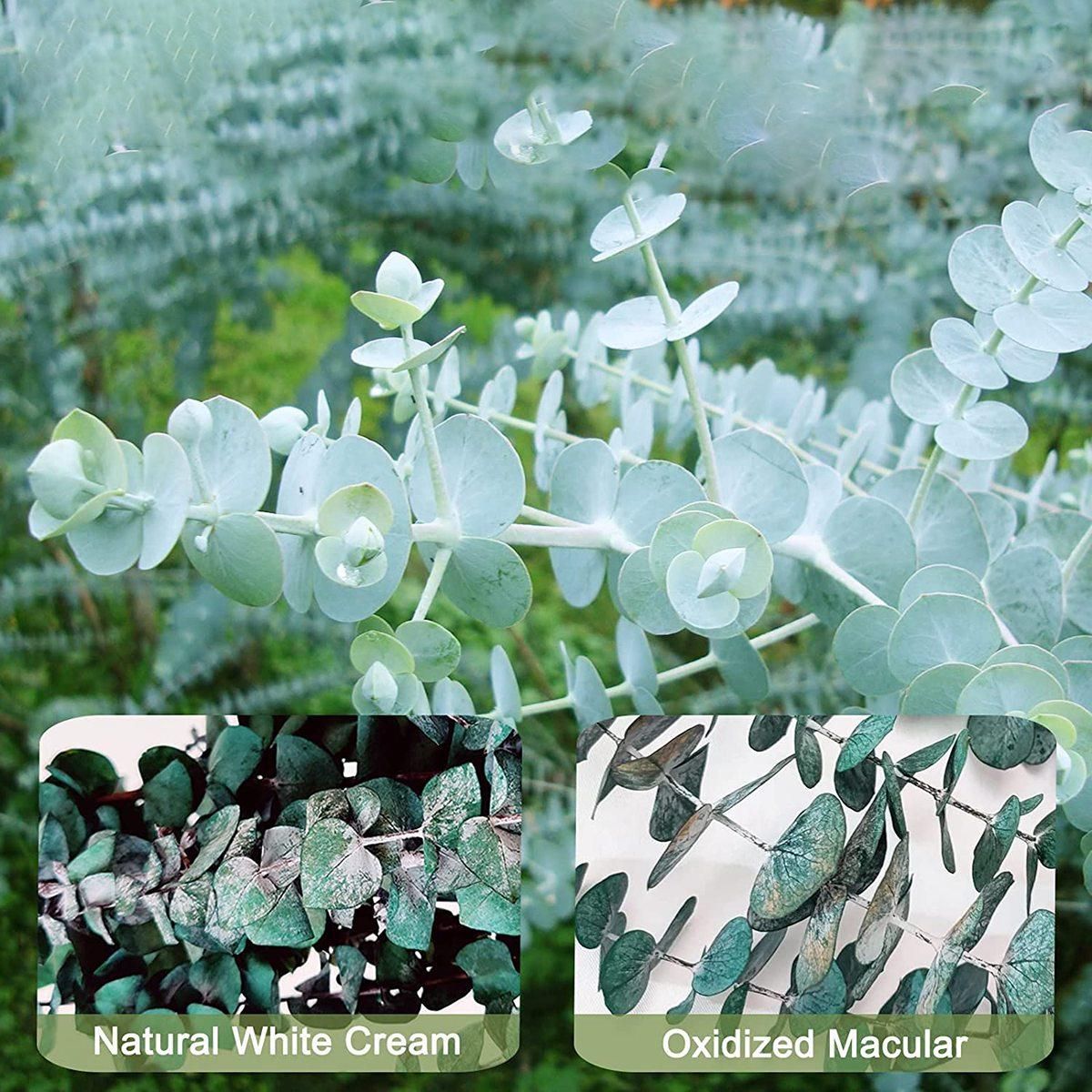 16Pcs-Preserved-Dried-Eucalyptus-Branches  17In Fresh Eucalyptus Plant for Shower  Real Eucalyptus Bunch for Vase Filler