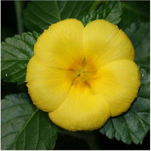 Organic Damiana Leaves   -100g