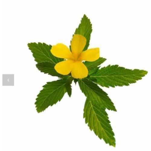 Organic Damiana Leaves   -100g