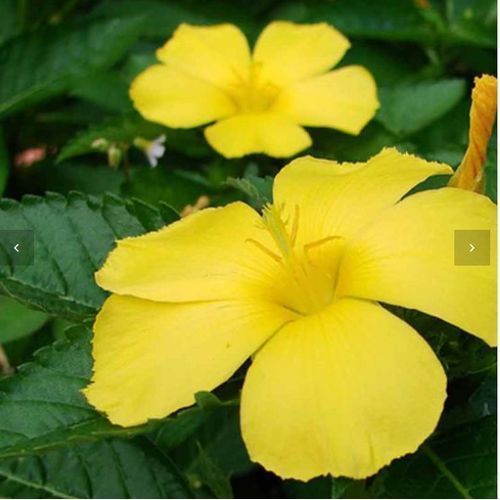 Organic Damiana Leaves   -100g