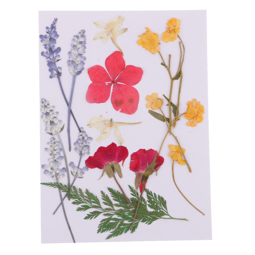 Variety 2 Bags Mix Pressed Leaves Natural Dried Flowers DIY Art Floral