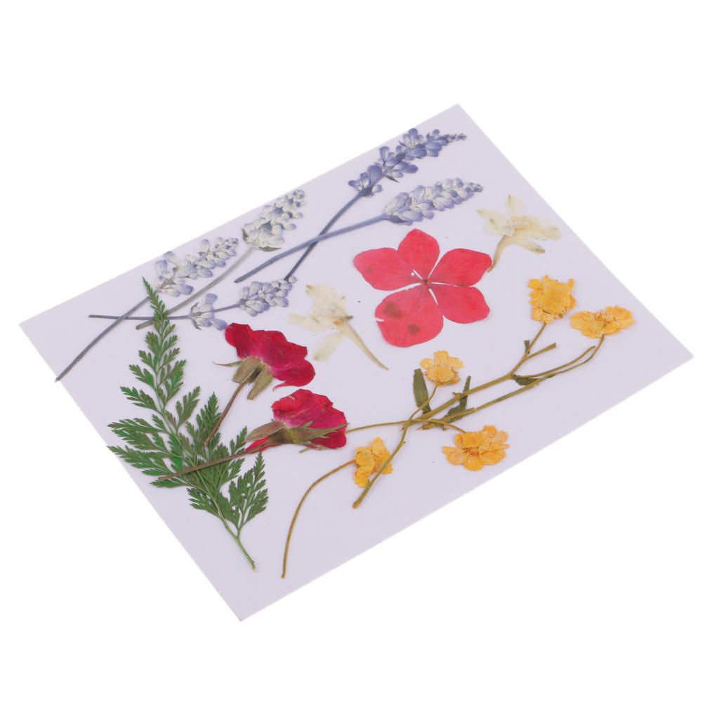 Variety 2 Bags Mix Pressed Leaves Natural Dried Flowers DIY Art Floral