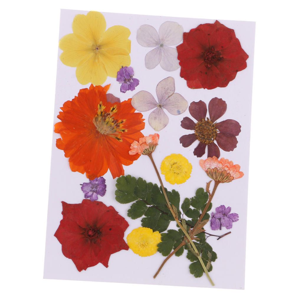Variety 2 Bags Mix Pressed Leaves Natural Dried Flowers DIY Art Floral