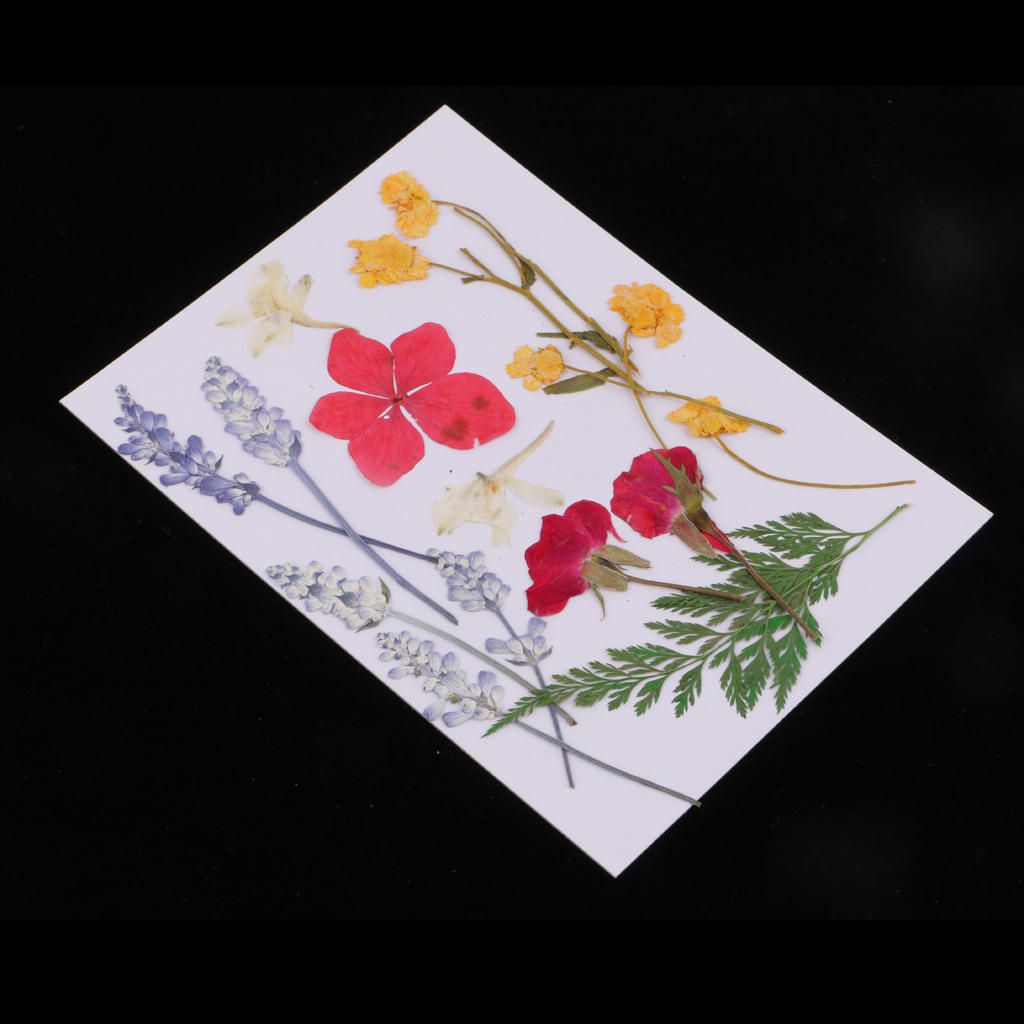 Variety 2 Bags Mix Pressed Leaves Natural Dried Flowers DIY Art Floral
