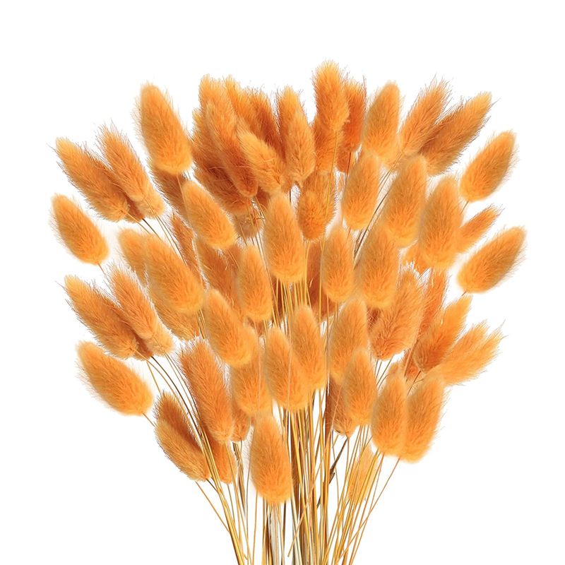 60Pcs Fall Dried Flowers Bunny Tails Dried Flowers Lagurus Ovatus Rabbit Tail Grass for Dried Floral Orange)