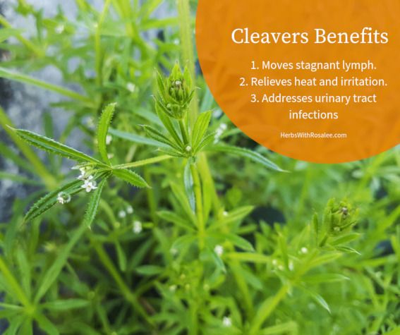 Organic Cleavers Herbs -100g