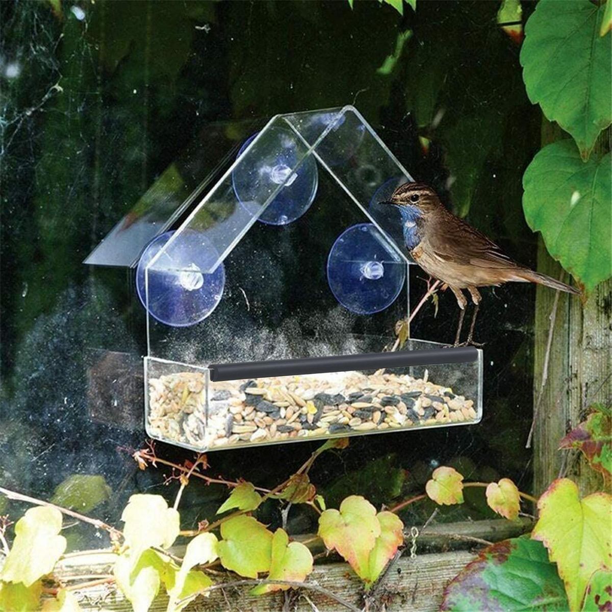 Bird Food Dispenser View Bird Feeder Easy-clean Acrylic Strong Suction Clear