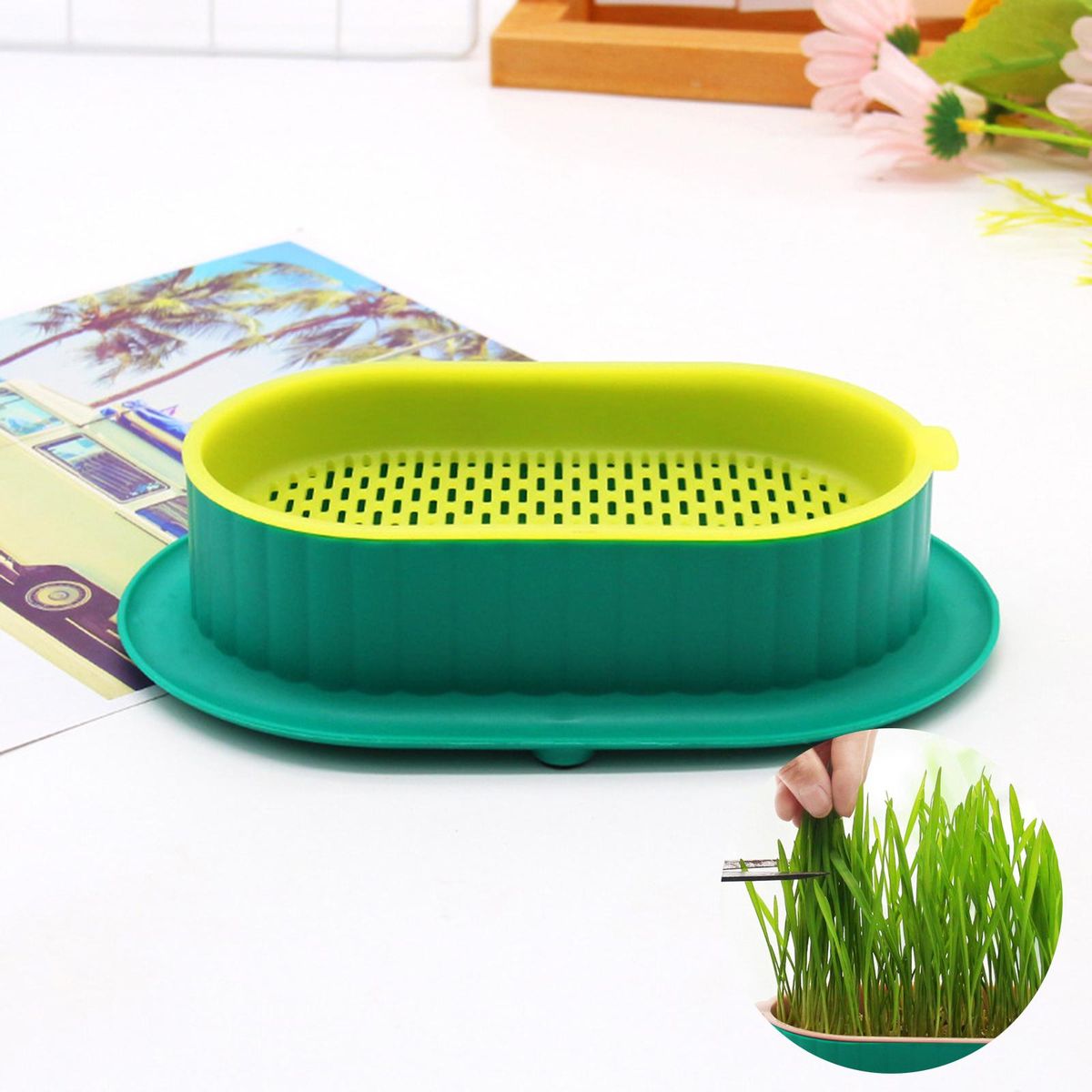 Seed Tray Cats  For Seedling Green Yellow Green