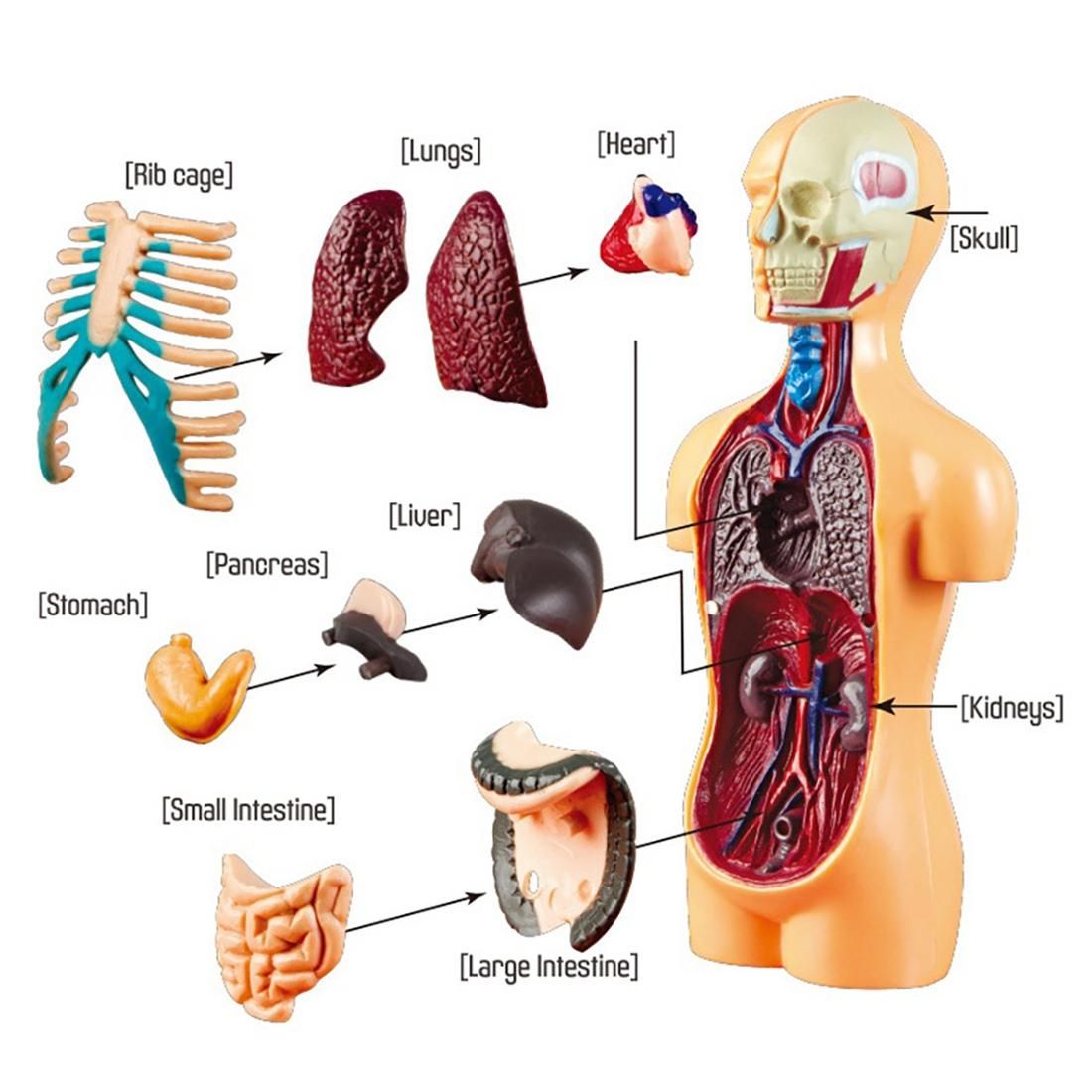 3D Removable Anatomical Human Torso Body Model for