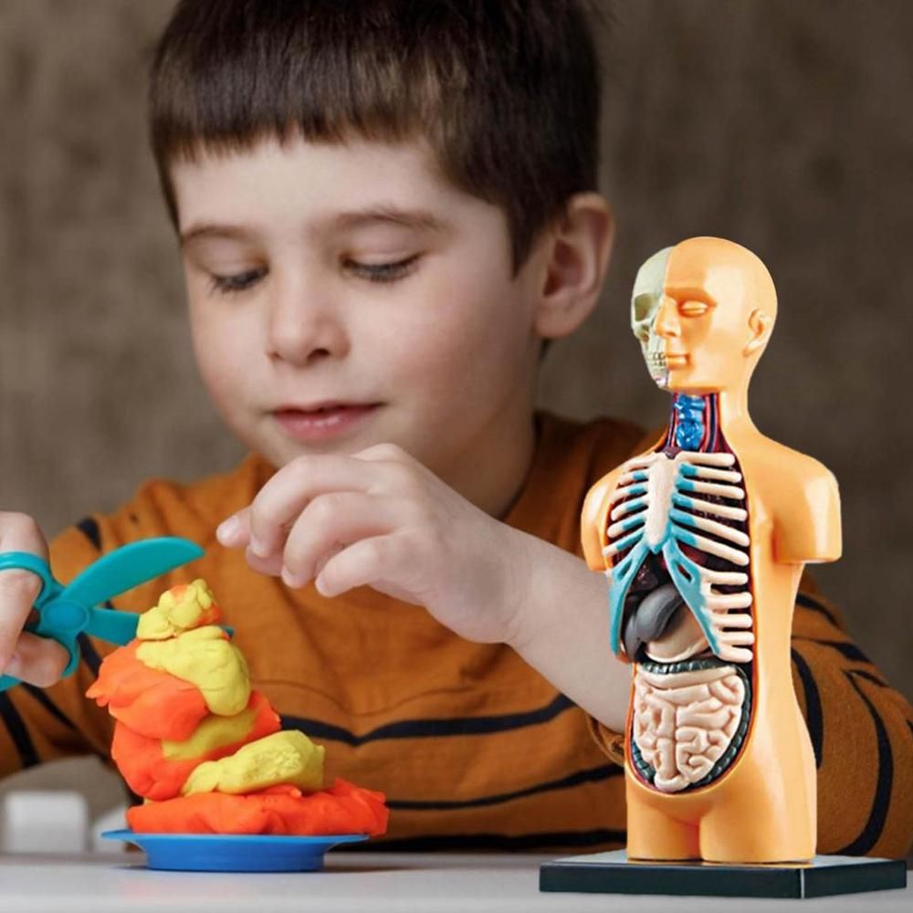 3D Removable Anatomical Human Torso Body Model for