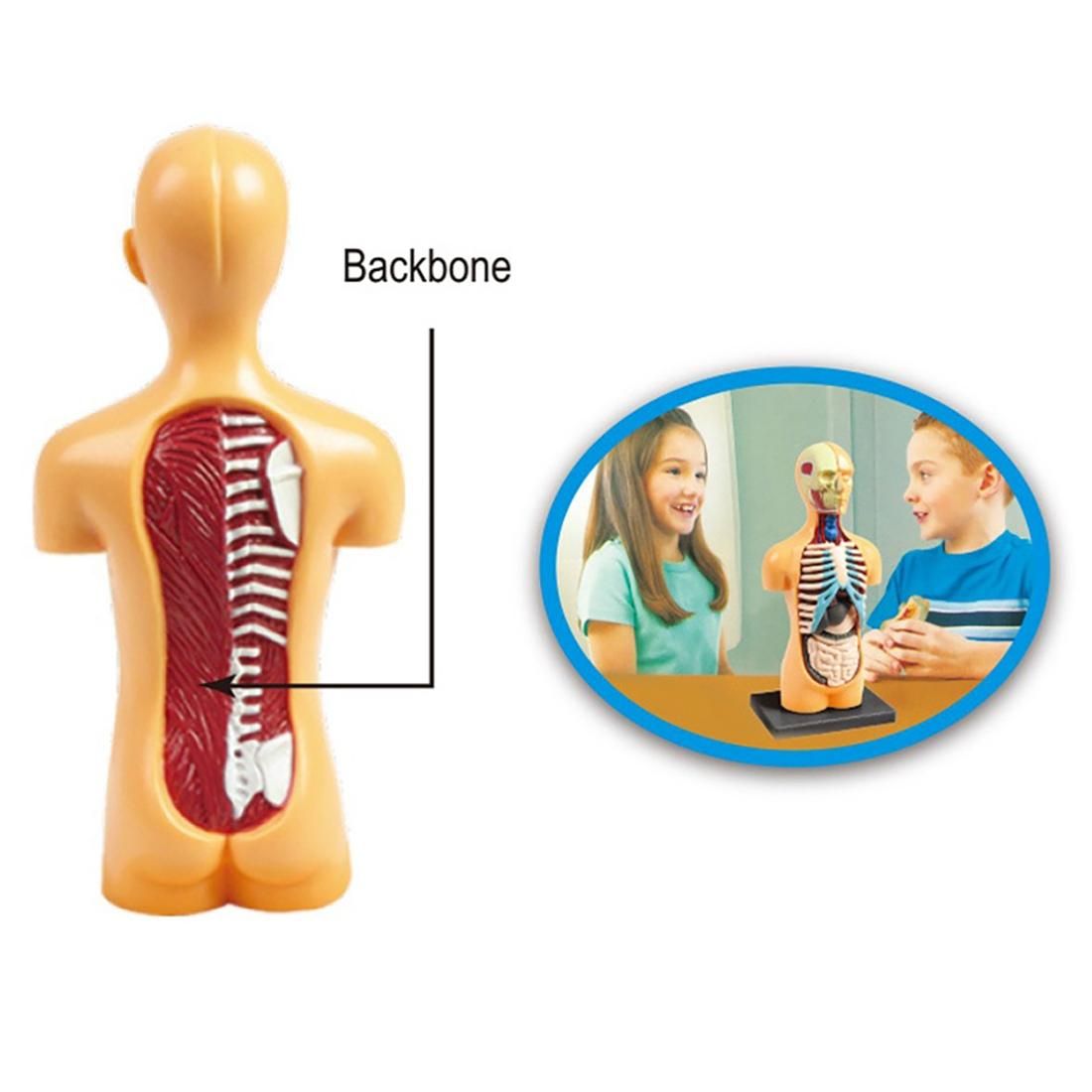 3D Removable Anatomical Human Torso Body Model for
