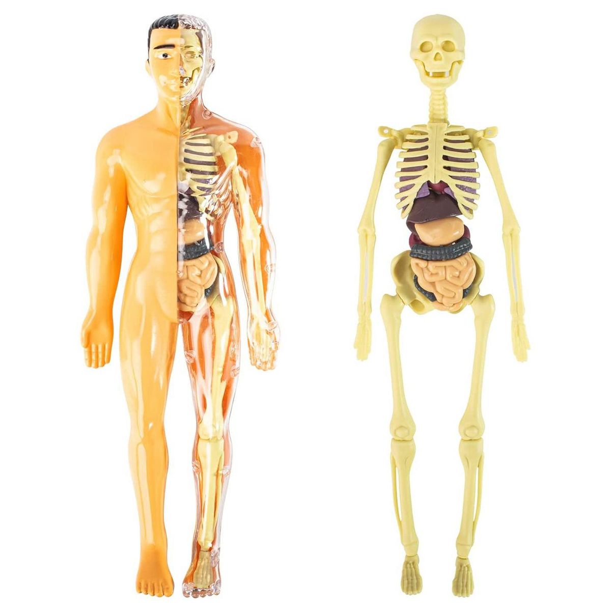 3D Human Body Anatomy Model Children Plastic DIY Skeleton