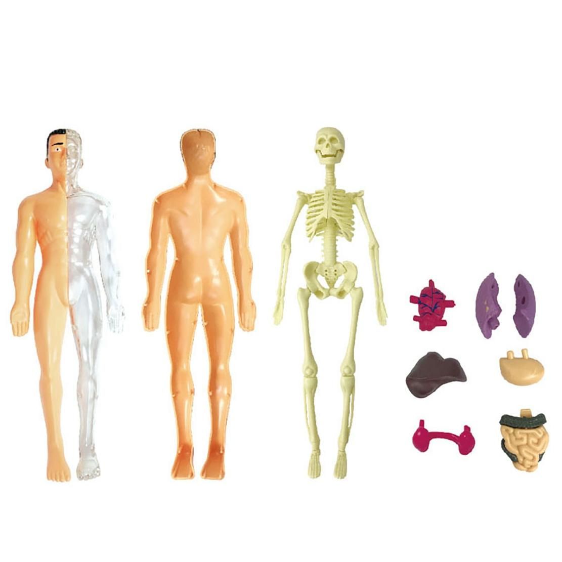 3D Human Body Anatomy Model Children Plastic DIY Skeleton