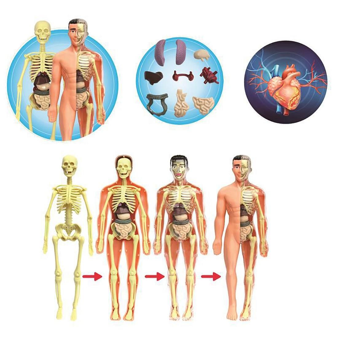 3D Human Body Anatomy Model Children Plastic DIY Skeleton
